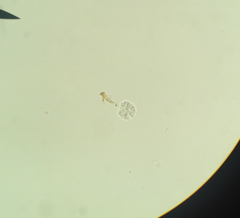 Anthophysa vegetans