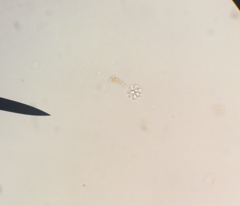 Anthophysa vegetans