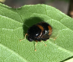 Pterodontia flavipes