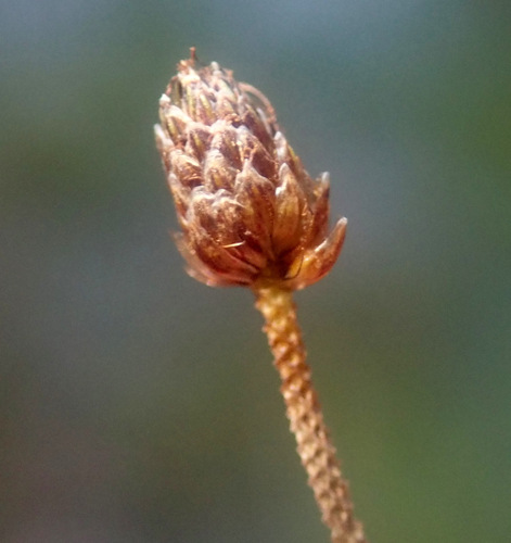 Image of Eleocharis ovata by (c) Thomas Gyselinck, some rights reserved (CC BY)