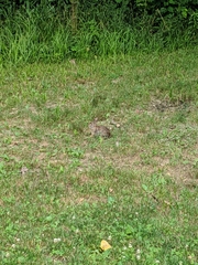 Sylvilagus floridanus