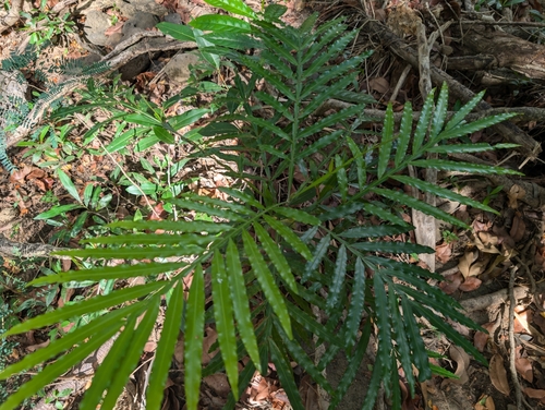 Image of Filicium decipiens by (c) Damien Wallace, some rights reserved (CC BY)