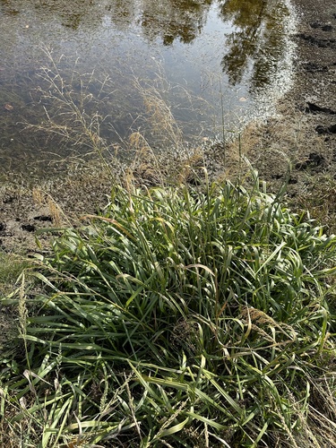 Image of American Manna Grass (Glyceria grandis) by no rights reserved