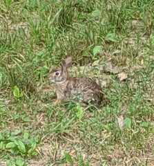 Sylvilagus floridanus