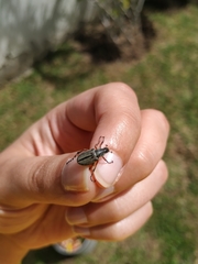 Macrodactylus mexicanus
