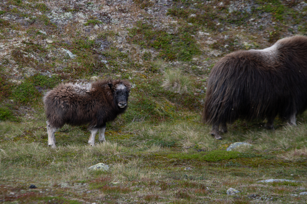 Ovibos moschatus, Dovre, Norwegen, by tobi-nature