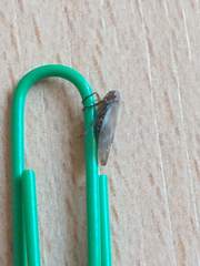 Cicadomorpha