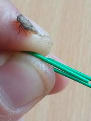 Cicadomorpha