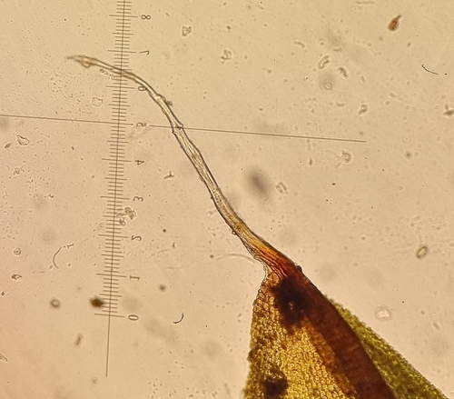 Image of Encalypta pilifera by no rights reserved