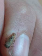 Cicadomorpha