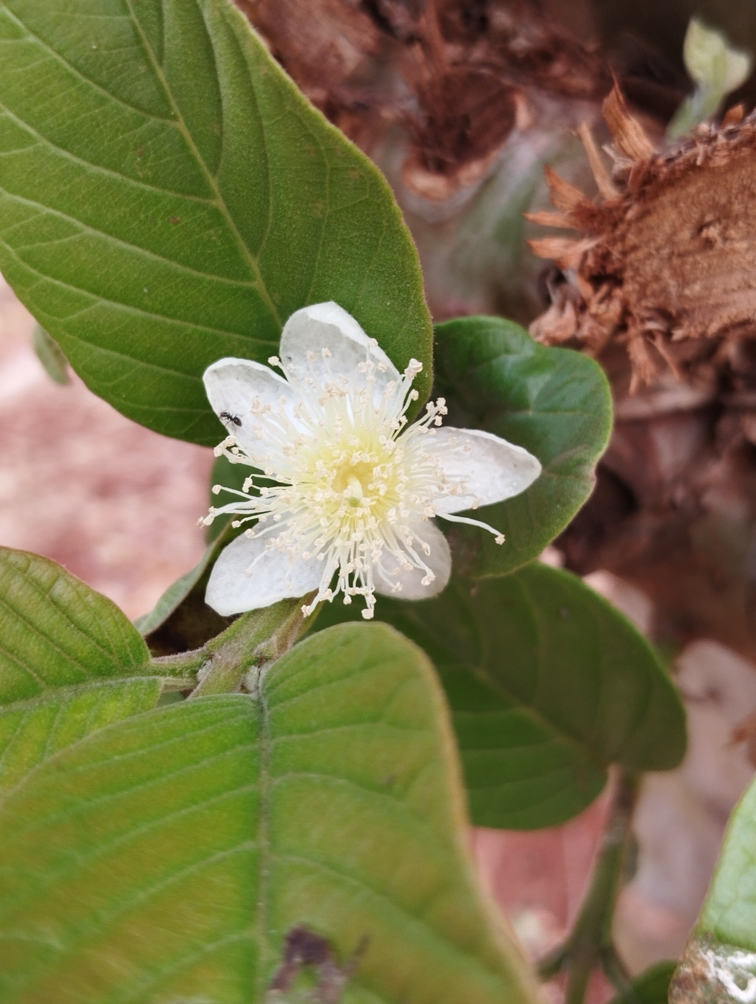 Psidium guajava