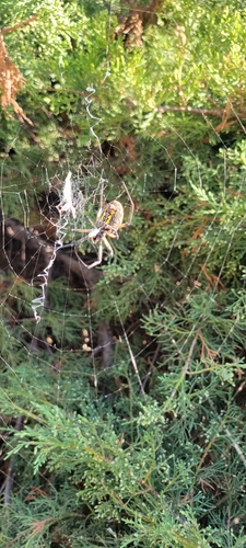 Yellow Garden Spider
