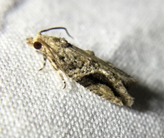 Proteoteras crescentana