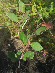 Cotoneaster scandinavicus