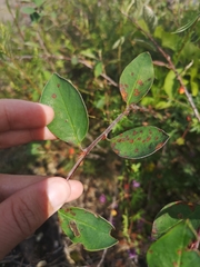 Cotoneaster scandinavicus