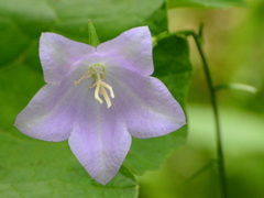 Campanula persicifolia