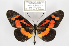 Acraea althoffi
