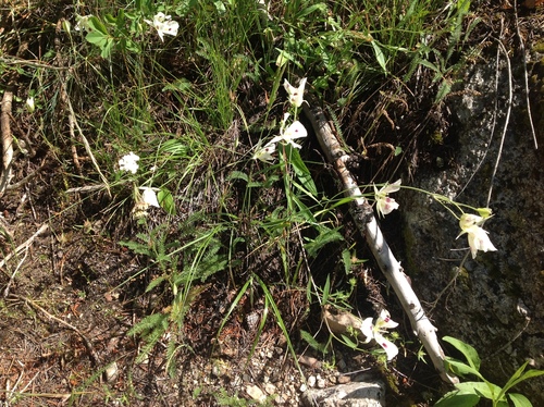 Image of Calochortus eurycarpus by no rights reserved