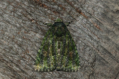 Phosphila miselioides