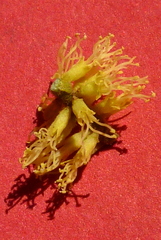 Stryphnodendron pulcherrimum