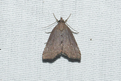 Cutina albopunctella