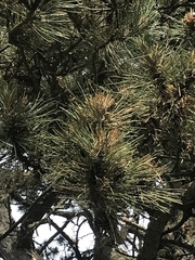 Pinus