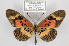 Acraea althoffi