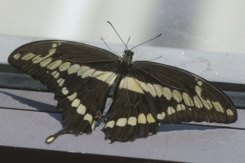 Western Giant Swallowtail photo 5