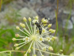Parancistrocerus pensylvanicus