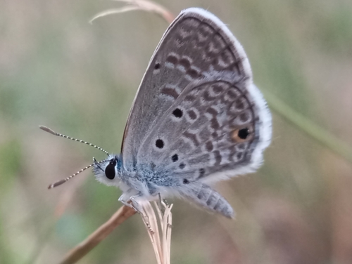Hanno Blue
