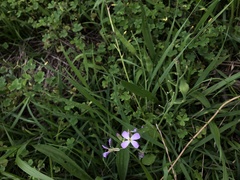 Raphanus sativus raphanistroides