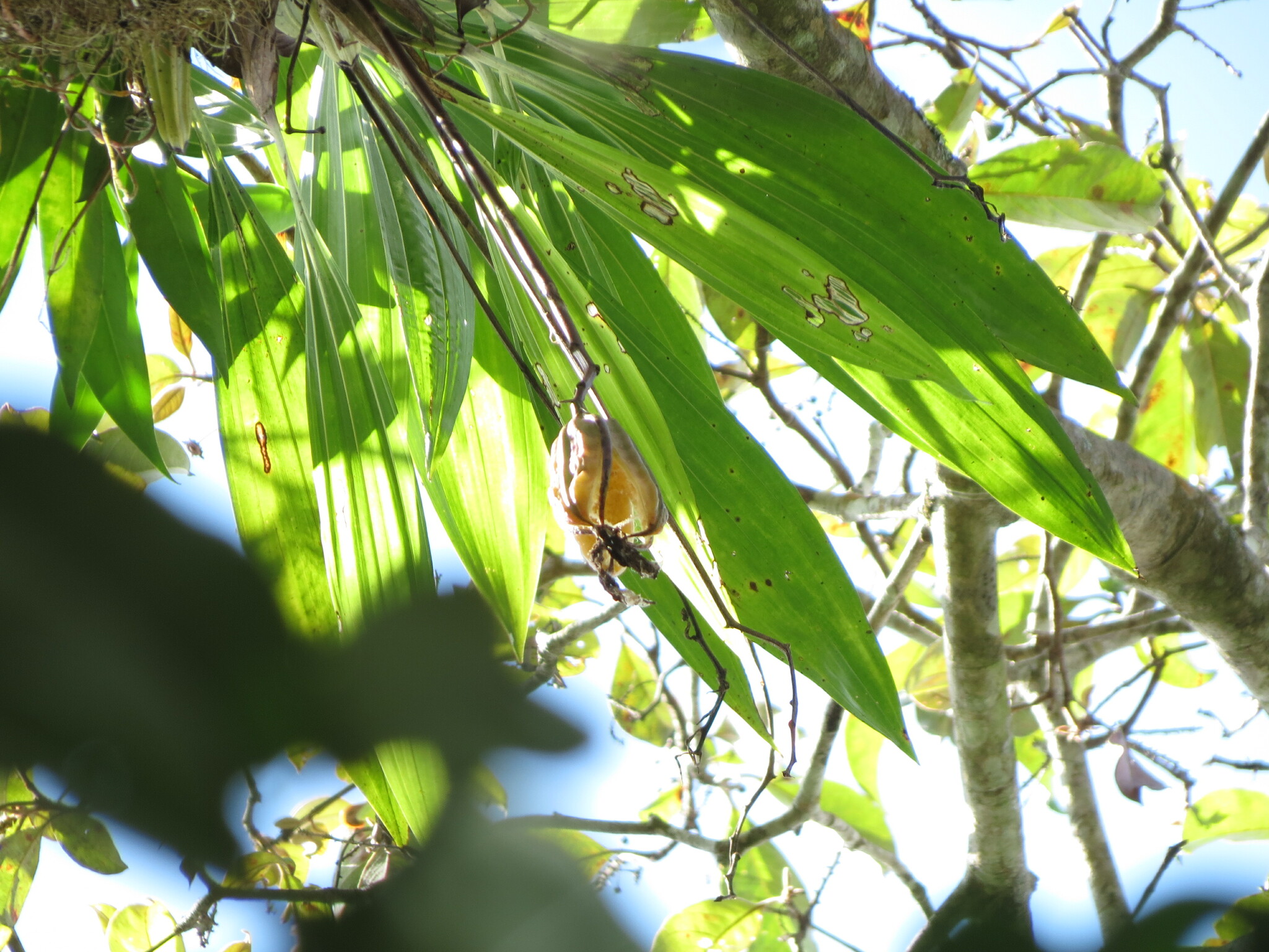 Coryanthes horichiana Jenny 3