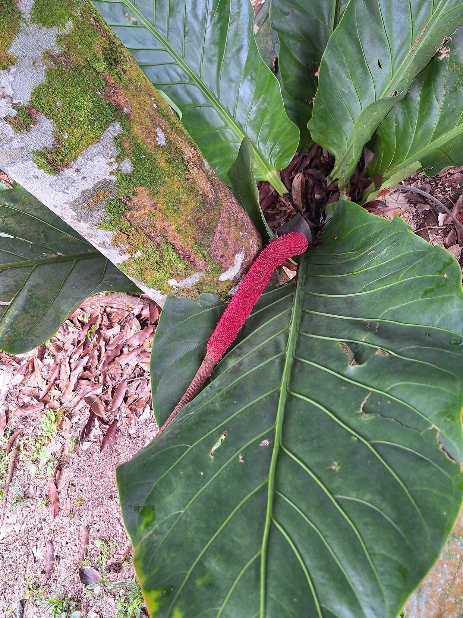 Anthurium mayoanum