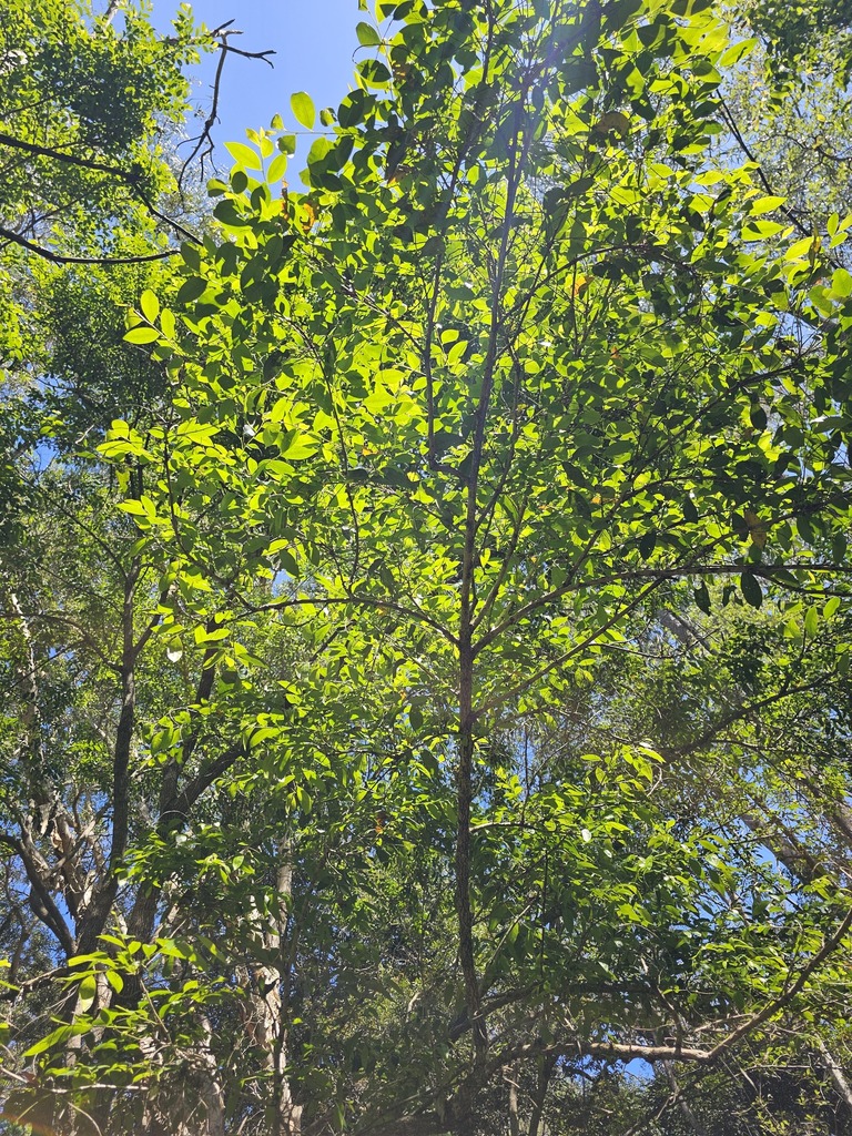 Cheese Tree in September 2024 by AVanek_ECP · iNaturalist