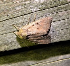 Apterogenum ypsillon