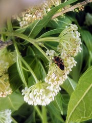 Lygaeus kalmii angustomarginatus