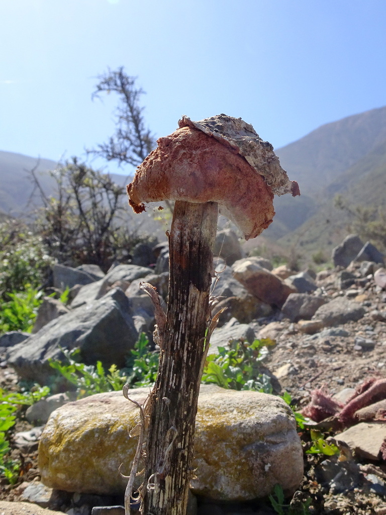 Battarrea phalloides · August 2024 · photo: © rodcat13 (iNaturalist, cc-by)