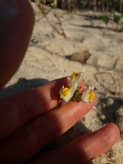 Linaria polygalifolia