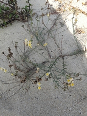 Linaria polygalifolia