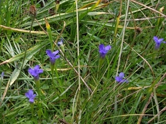 Gentianopsis simplex