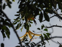 Ceiba schottii, photograph (c) Sebastián de Jesús Herrera Buenfil, some rights reserved (CC BY)