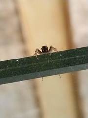 Saitis variegatus