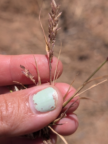 Image of Carolina love grass by (c) sdash, some rights reserved (CC BY)