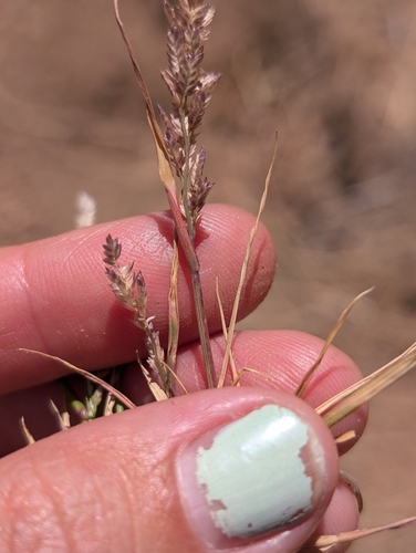 Image of Eragrostis pectinacea by (c) sdash, some rights reserved (CC BY)