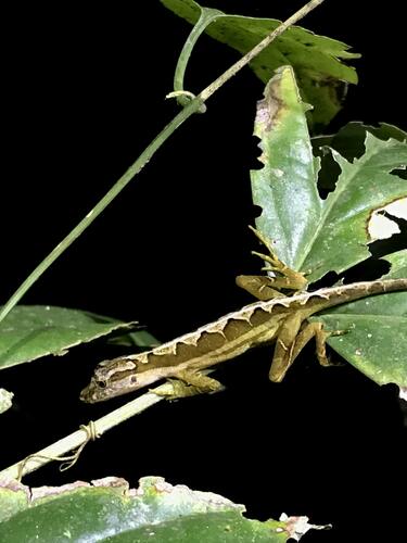 Common Forest Anole, Anolis trachyderma