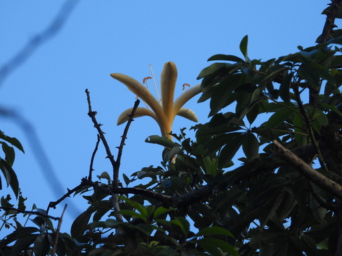 Ceiba schottii, photograph 3