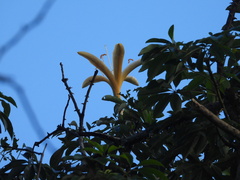 Ceiba schottii, photograph (c) Sebastián de Jesús Herrera Buenfil, some rights reserved (CC BY)