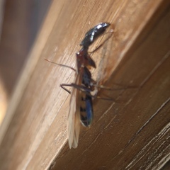 Camponotus mirabilis