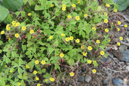 Image of Oxalis laxa by (c) Cesar Ormazabal, some rights reserved (CC BY)