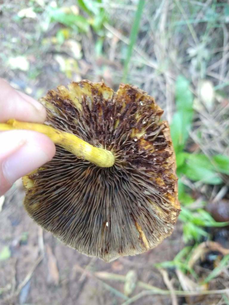 Hypholoma fasciculare · May 2019 · photo: © carancho (iNaturalist, cc-by)